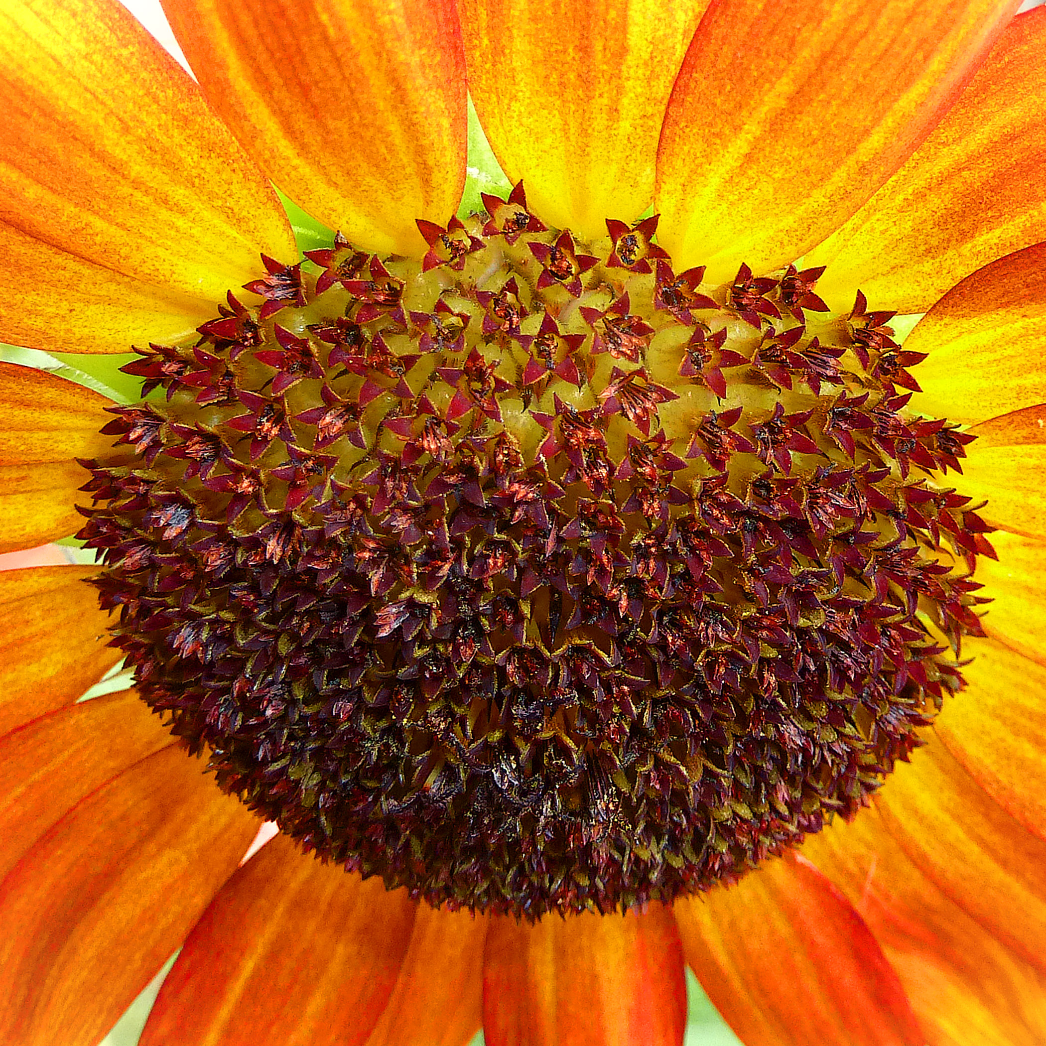 Golden Radiance: A Majestic Sunflower In Bloom